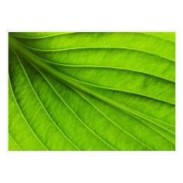 Duży zielony liść - tekstura