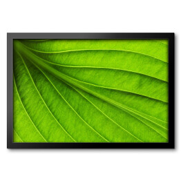 Duży zielony liść - tekstura