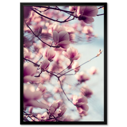 Piękne różowe kwiaty magnolii na błękitnym tle