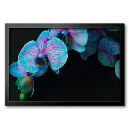 Bukiet fioletowo niebieskich orchidei na czarnym tle