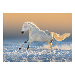 Biały koń biegnący w śniegu o zmierzchu 