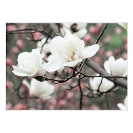 Wiosenne kwiatowe tło z białymi kwiatami magnolii
