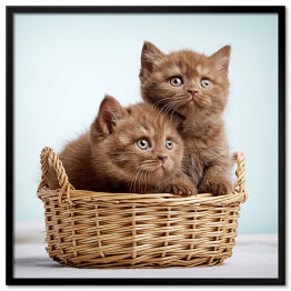 Dwa brązowe długowłose kotki siedzące w koszyku
