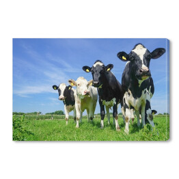 Cztery czarno białe krowy na pastwisku