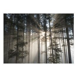 Pierwsze promienie słońca w mglistym lesie