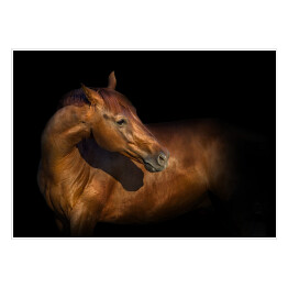 Piękny portret brązowego konia