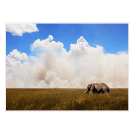 Afrykański słoń na tle nieba
