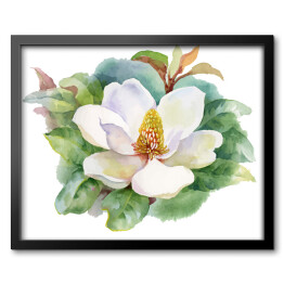 Akwarela - kwiat magnolii