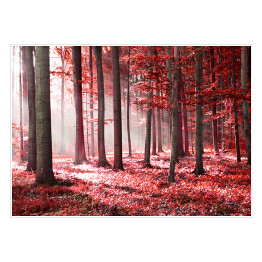 Czerwony jesienny las