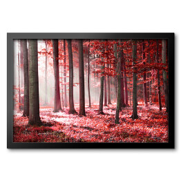 Czerwony jesienny las