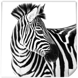 Zebra patrząca w bok