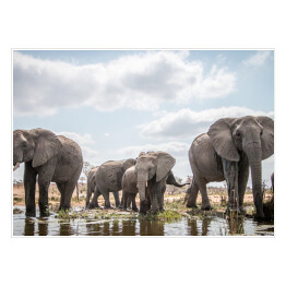 Stado słoni przy wodopoju