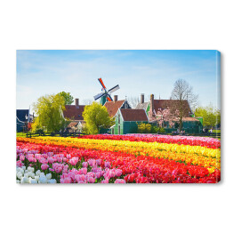 Krajobraz z tulipanami i wiatrakiem, Holandia