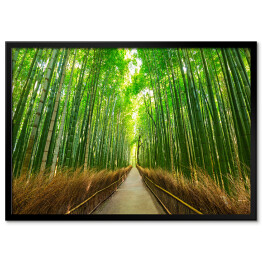 Bambusowy las w Kyoto