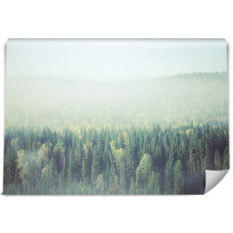 Gęsta poranna mgła w lesie iglastym