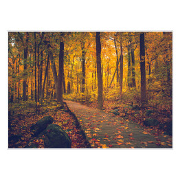 Jesienny złocisty las