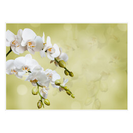 Piękna biała orchidea na niejednolitym tle