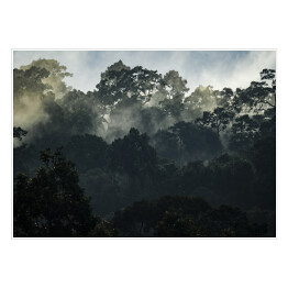 Krajobraz z azjatyckim tropikalnym lasem deszczowym