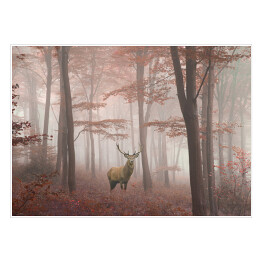 Jeleń w lesie we mgle jesienią