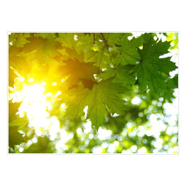 Zielone liście i słońce