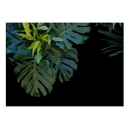 Liście tropikalnej paproci na czarnym tle