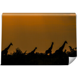 Stado specerujących żyraf o zachodzie, Republika Południowej Afryki