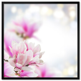 Magnolia - różowe kwiaty na szarym tle