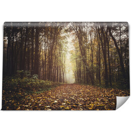 Ścieżka przez las jesienią z kolorowymi liśćmi na ziemi, perspektywa z poziomu gruntu