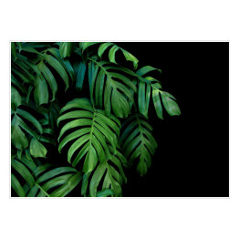 Dzikie palmowe liście