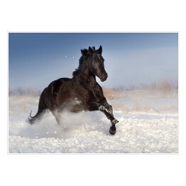 Czarny koń skaczący na polu pokrytym śniegiem