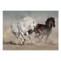 Białe i czarne konie galopujące w kurzu