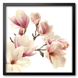 Śliczna magnolia