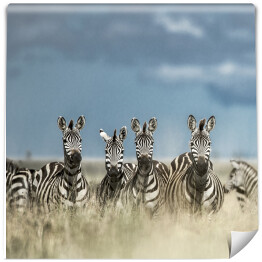 Cztery zebry spoglądające w kamerę w dzikiej sawannie, Afryka