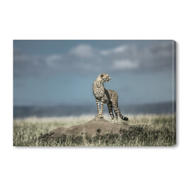 Gepard na wzgórzu w swoim środowisku