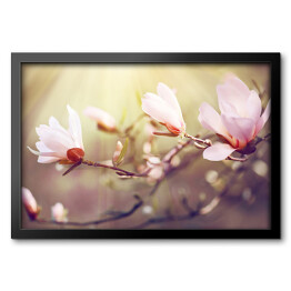 Kwitnąca magnolia o świcie