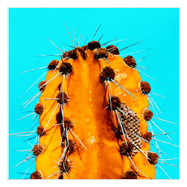 Pomarańczowy kaktus na niebieskim tle