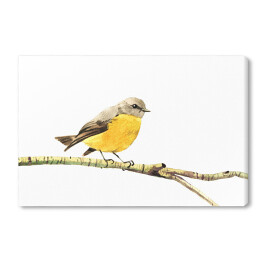 Żółty ptak siedzący na gałęzi na białym tle