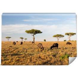 Stado bizonów na savannie w Afryce