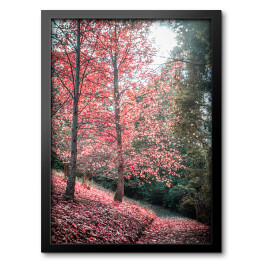 Chodnik i czerwone drzewo jesienią