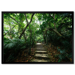 Dżungla Ishigakijima - schody wśród drzew