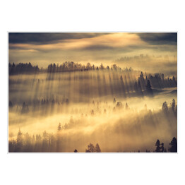 Słońce przedzierające się przez mgłę w lesie