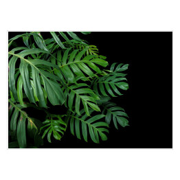 Rozłożyste liście monstery i innych tropikalnych roślin na ciemnym tle