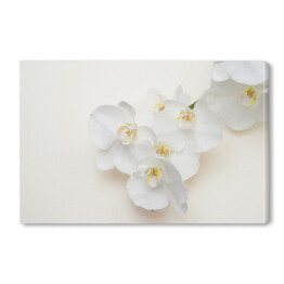 Romantyczna gałąź białej orchidei