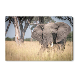 Słoń chodzący w trawie w naturalnym środowisku