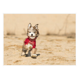 Szczenię psa hawańczyka w czerwonym sweterku