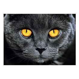 Szary brytyjski kot z hipnotyzującymi oczami
