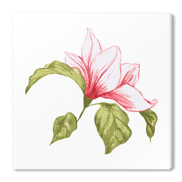 Pojedynczy kwiat magnolii - akwarela
