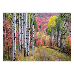 Wielobarwny las wokół Gór Wasatch, Utah