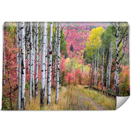 Wielobarwny las wokół Gór Wasatch, Utah