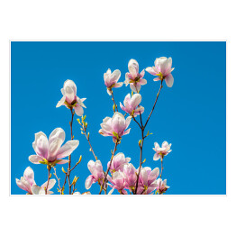 Kwitnąca magnolia na tle czystego nieba